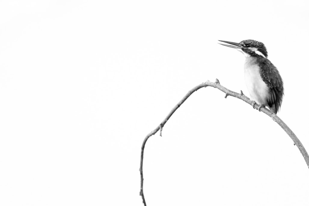 alcedo atthis, animal, bird, black and white, bw, common kingfisher, martin-pêcheur d'europe, monochrom, monochrome, noir et blanc, oiseau, wildlife