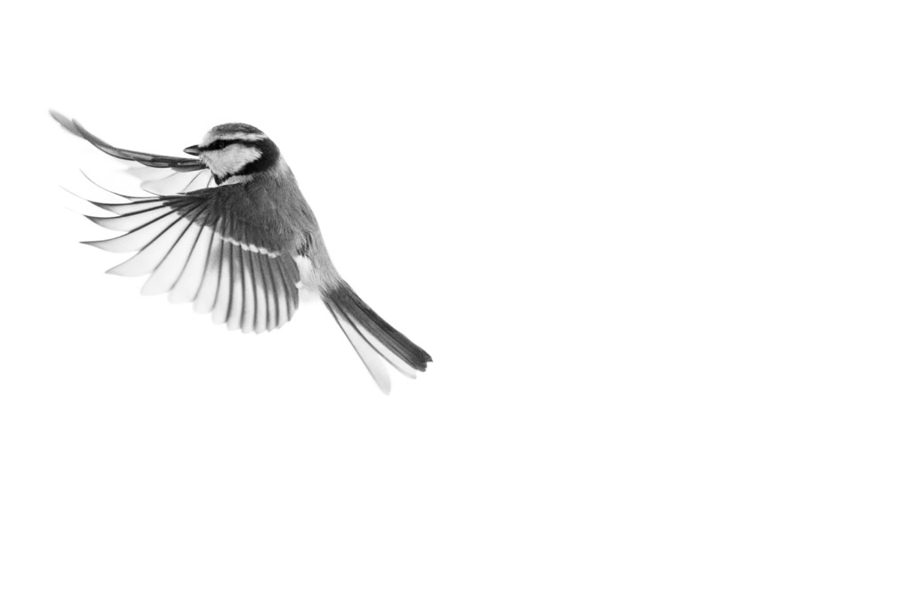 animal, bird, black and white, bw, cyanistes caeruleus, eurasian blue tit, monochrom, monochrome, mésange bleue, noir et blanc, oiseau, wildlife