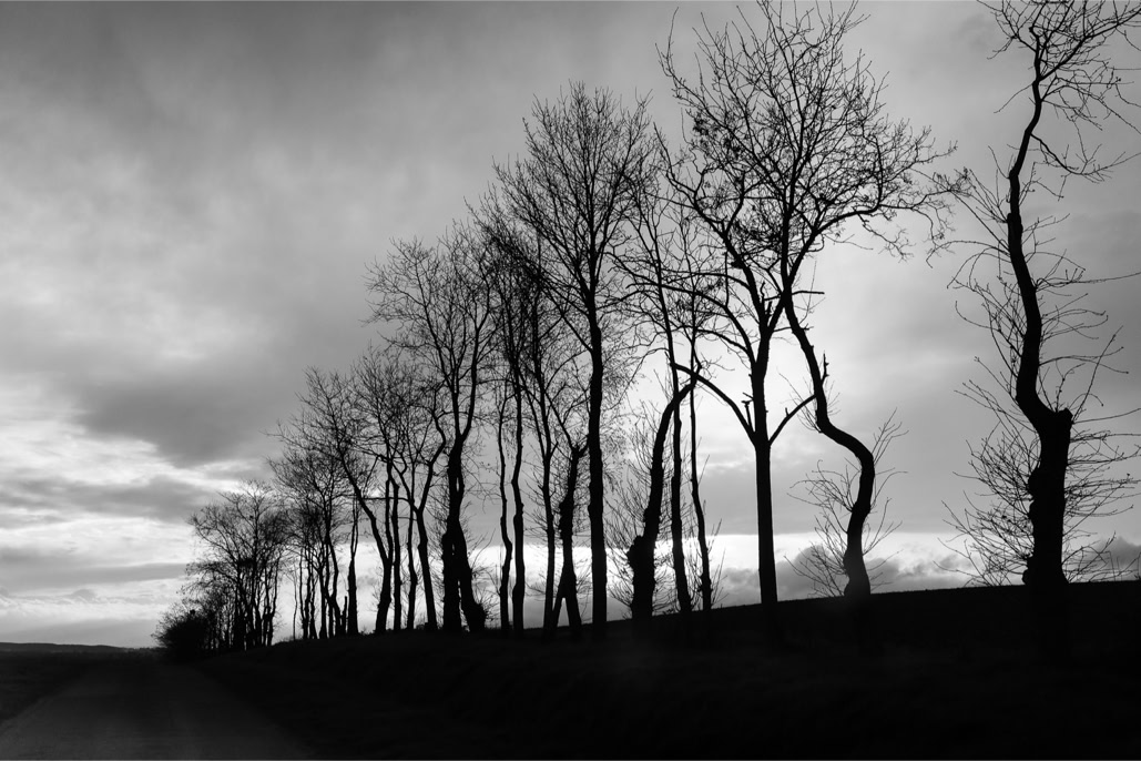arbre, backlightning, black and white, bretagne, brittany, bw, contre-jour, diaoul, monochrom, monochrome, noir et blanc, road, route, tree