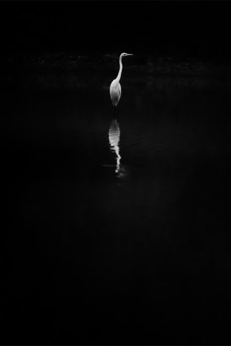 animal, ardea alba, bird, black and white, bw, grande aigrette, great egret, monochrom, monochrome, noir et blanc, oiseau, wildlife