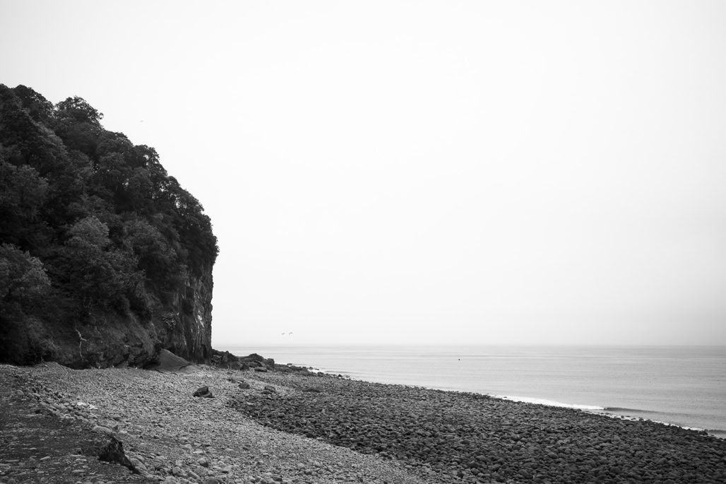UK, arbre, beach, black and white, bw, cliff, clovelly, devon, england, falaise, mer, monochrom, monochrome, noir et blanc, plage, sea, tree, united kingdom