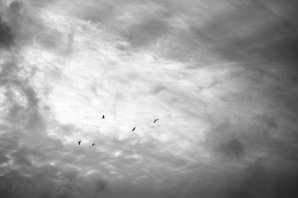 bird, black and white, bretagne, brittany, bw, monochrom, monochrome, noir et blanc, oiseau, île de sein