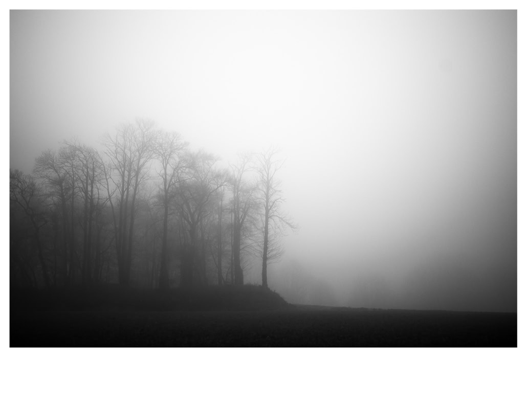 arbre, black and white, bois, bretagne, brittany, bw, champ, field, monochrom, monochrome, noir et blanc, tree, wood