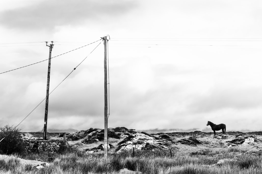 Ireland, Irlande, black and white, bw, cheval, connemara, horse, lande, monochrom, monochrome, moor, noir et blanc, paysage landscape, post, poteau