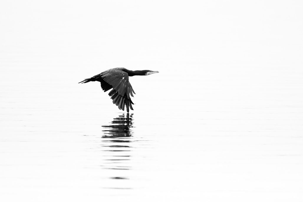 animal, bird, black and white, bw, grand cormoran, great cormorant, monochrom, monochrome, noir et blanc, oiseau, phalacrocorax carbo, wildlife