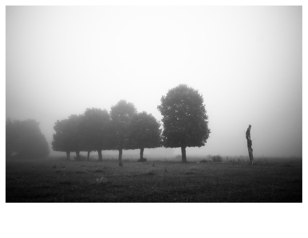 arbre, black and white, bretagne, brittany, bw, champ, field, monochrom, monochrome, noir et blanc, tree
