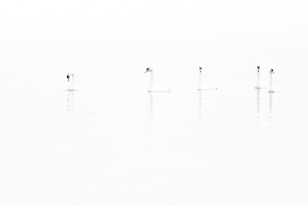 animal, bird, black and white, bw, cygne tuberculé, cygnus olor, monochrom, monochrome, mute swan, noir et blanc, oiseau, wildlife