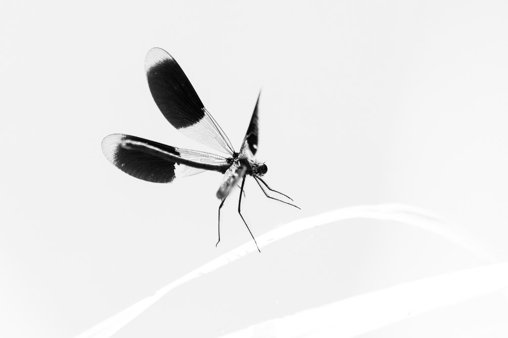 animal, banded demoiselle, black and white, bw, calopteryx splendens, calopteryx splendide, calopteryx éclatant, demoiselle, dragonfly, insect, insecte, libellule déprimée, monochrom, monochrome, noir et blanc, wildlife