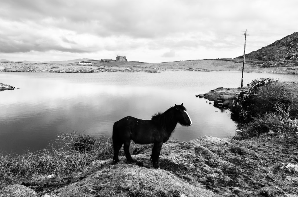 Ireland, Irlande, black and white, bw, cheval, connemara, horse, lac, lake, monochrom, monochrome, noir et blanc, paysage landscape