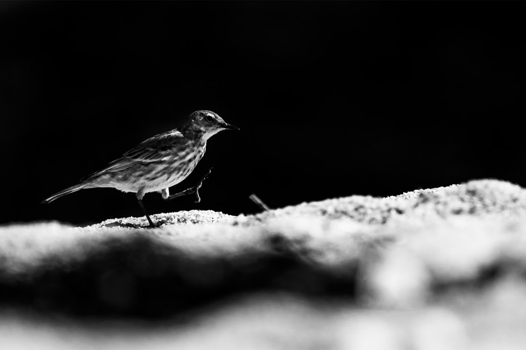 animal, anthus petrosus, bird, black and white, bw, eurasian rock pipit, monochrom, monochrome, noir et blanc, oiseau, pipit maritime, wildlife