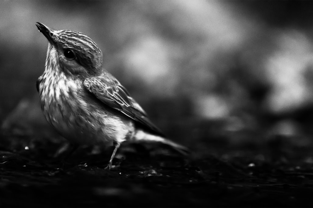 animal, bird, black and white, bw, gobemouche gris, monochrom, monochrome, muscicapa striata, noir et blanc, oiseau, spotted flycatcher, wildlife