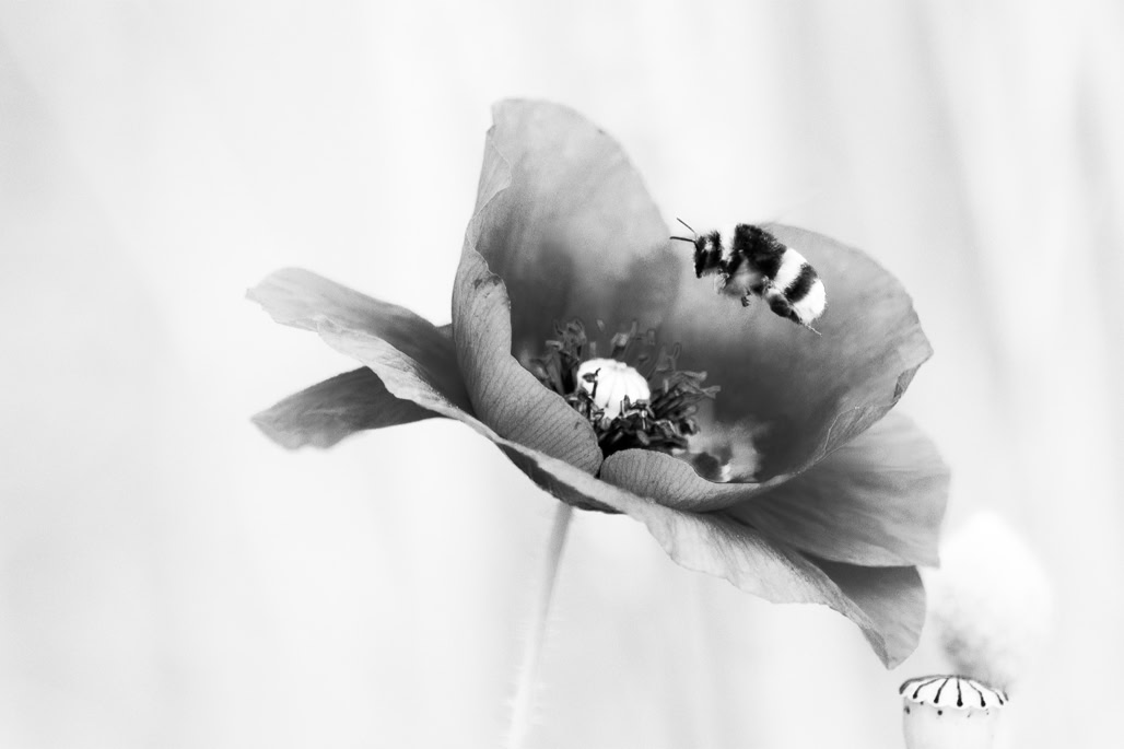 animal, black and white, bombus, bourdon, bumblebee, bw, insect, insecte, monochrom, monochrome, noir et blanc, wildlife