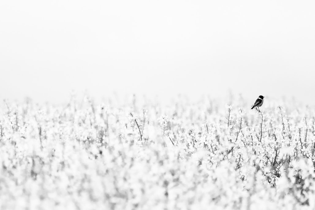 animal, bird, black and white, bw, european stonechat, monochrom, monochrome, noir et blanc, oiseau, saxicola rubicola, tarier pâtre, wildlife