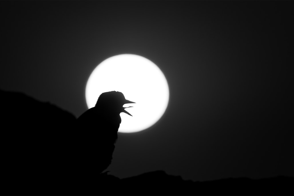 animal, bird, black and white, bw, choucas des tours, coloeus monedula, monochrom, monochrome, noir et blanc, oiseau, western jackdaw, wildlife