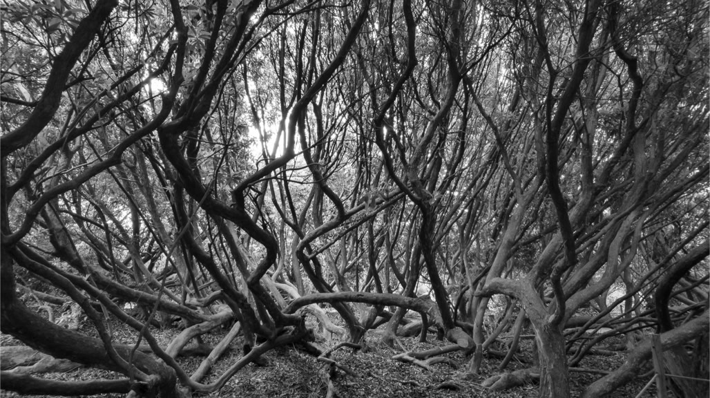 UK, arbre, black and white, bw, cornouailles, cornwall, england, monochrom, monochrome, noir et blanc, rhododendron, tree, united kingdom
