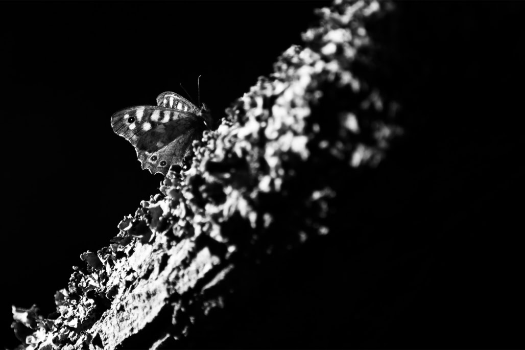 animal, black and white, butterfly, bw, insect, insecte, monochrom, monochrome, noir et blanc, papillon, pararge aegeria, speckled wood, tircis, wildlife