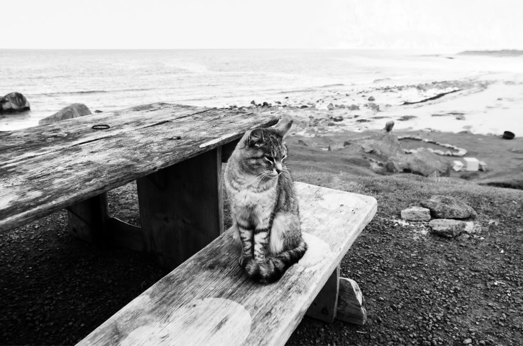 beach, black and white, bw, cat, chat, lofoten, monochrom, monochrome, noir et blanc, norvège, norway, ocean, plage