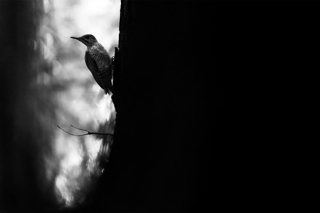 animal, bird, black and white, bw, european green woodpecker, monochrom, monochrome, noir et blanc, oiseau, pic vert, picus viridis, wildlife