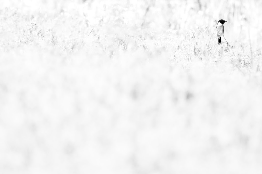 animal, bird, black and white, bw, european stonechat, monochrom, monochrome, noir et blanc, oiseau, saxicola rubicola, tarier pâtre, wildlife