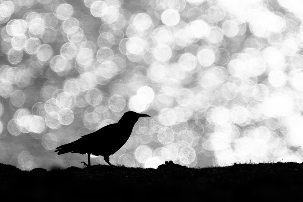 animal, bird, black and white, bw, crave à bec rouge, monochrom, monochrome, noir et blanc, oiseau, pyrrhocorax pyrrhocorax, red-billed chough, wildlife