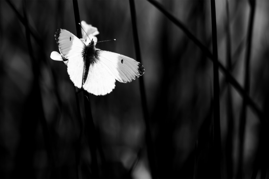animal, anthocharis cardamines, aurore, black and white, butterfly, bw, insect, insecte, monochrom, monochrome, noir et blanc, orange tip, papillon, pieride du cresson, wildlife