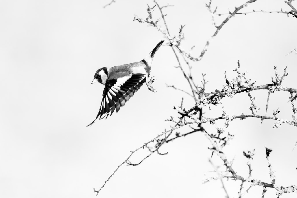 animal, bird, black and white, bw, carduelis carduelis, chardonneret élégant, european goldfinch, monochrom, monochrome, noir et blanc, oiseau, wildlife