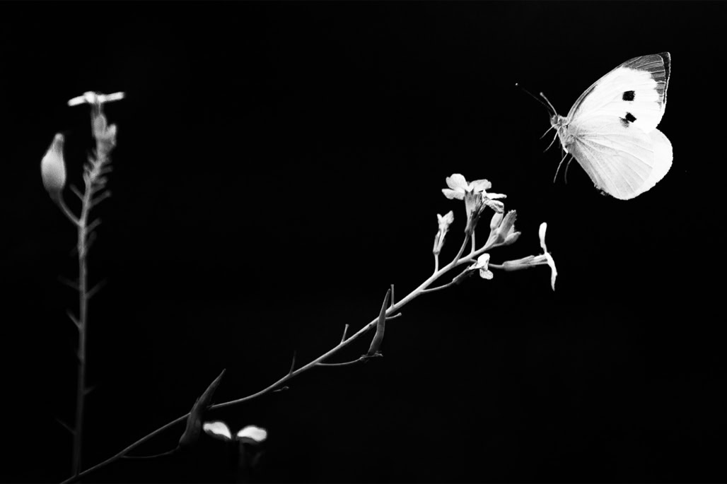animal, black and white, butterfly, bw, insect, insecte, large white, monochrom, monochrome, noir et blanc, papillon, pieris brassicae, piéride du chou, wildlife