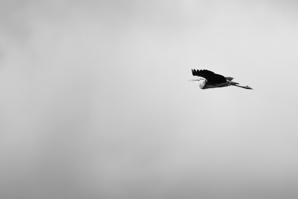 animal, ardea cinerea, bird, black and white, bw, grey heron, héron cendré, monochrom, monochrome, noir et blanc, oiseau, wildlife