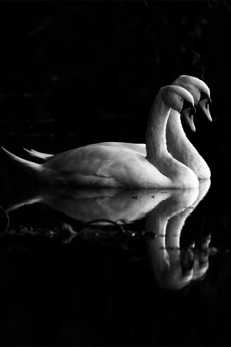 animal, bird, black and white, bw, cygne tuberculé, cygnus olor, monochrom, monochrome, mute swan, noir et blanc, oiseau, wildlife