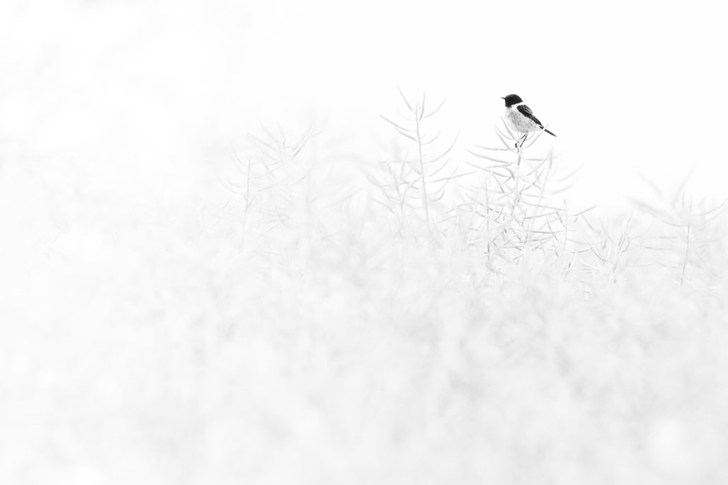 animal, bird, black and white, bw, european stonechat, monochrom, monochrome, noir et blanc, oiseau, saxicola rubicola, tarier pâtre, wildlife