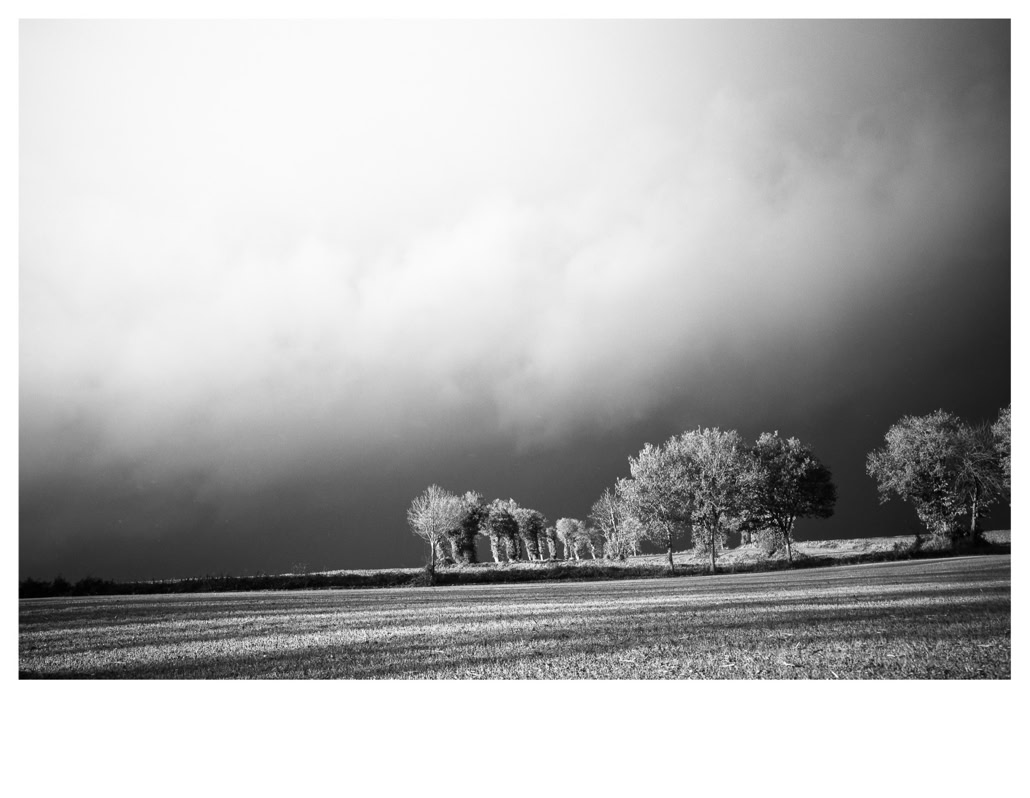 arbre, black and white, bretagne, brittany, bw, champ, field, monochrom, monochrome, noir et blanc, tree