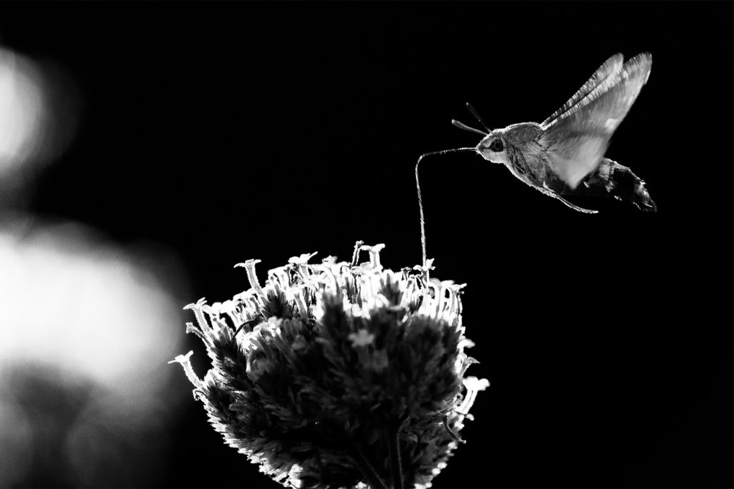 animal, black and white, butterfly, bw, humming-bird hawk-moth, insect, insecte, macroglosse du caille-lait, macroglossum stellatarum, monochrom, monochrome, moro-sphinx, noir et blanc, papillon, sphinx colibri, sphinx du caille-lait, wildlife