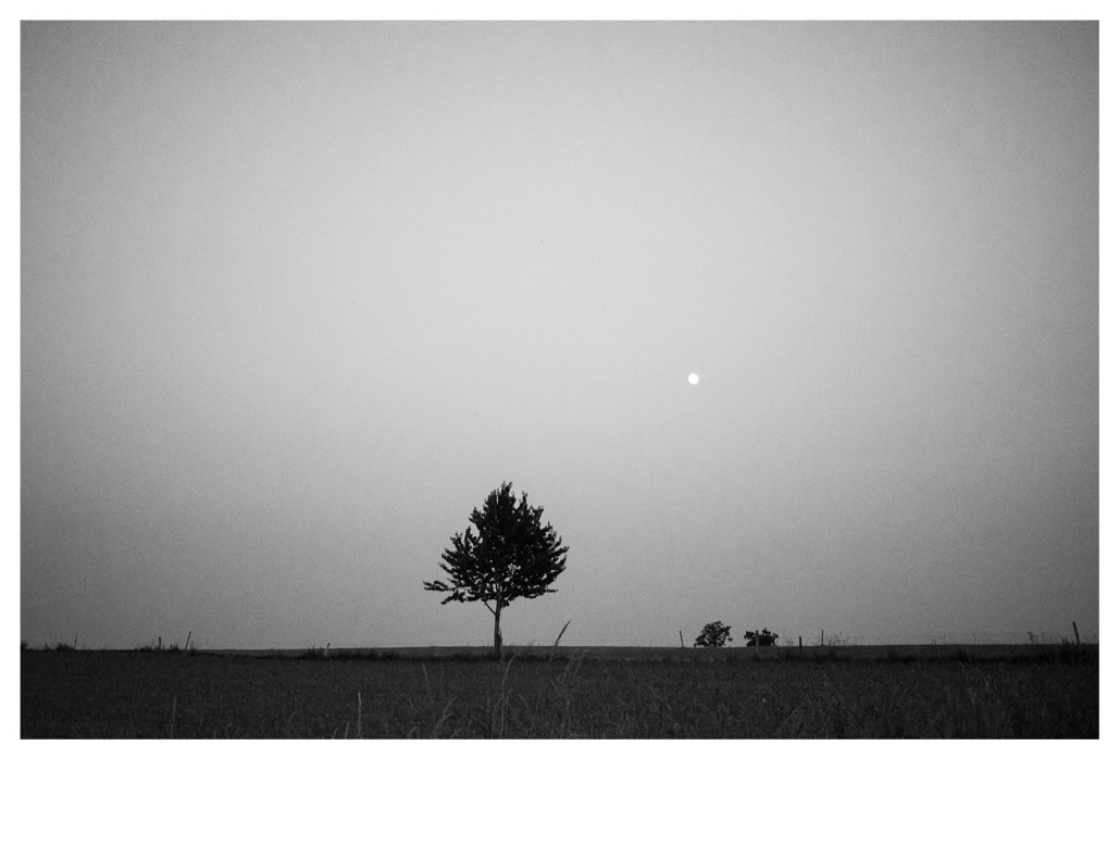 arbre, black and white, bretagne, brittany, bw, champ, field, lune, monochrom, monochrome, moon, noir et blanc, tree