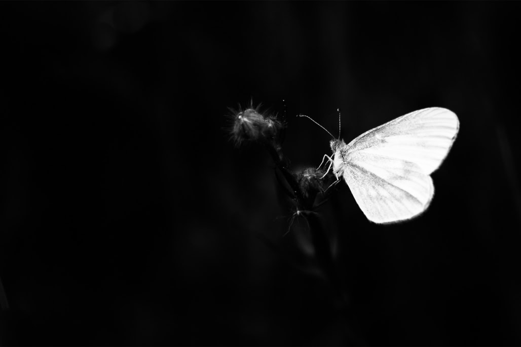 animal, black and white, butterfly, bw, insect, insecte, leptidea sinapis, monochrom, monochrome, noir et blanc, papillon, piéride de la moutarde, piéride du lotier, wildlife, wood white