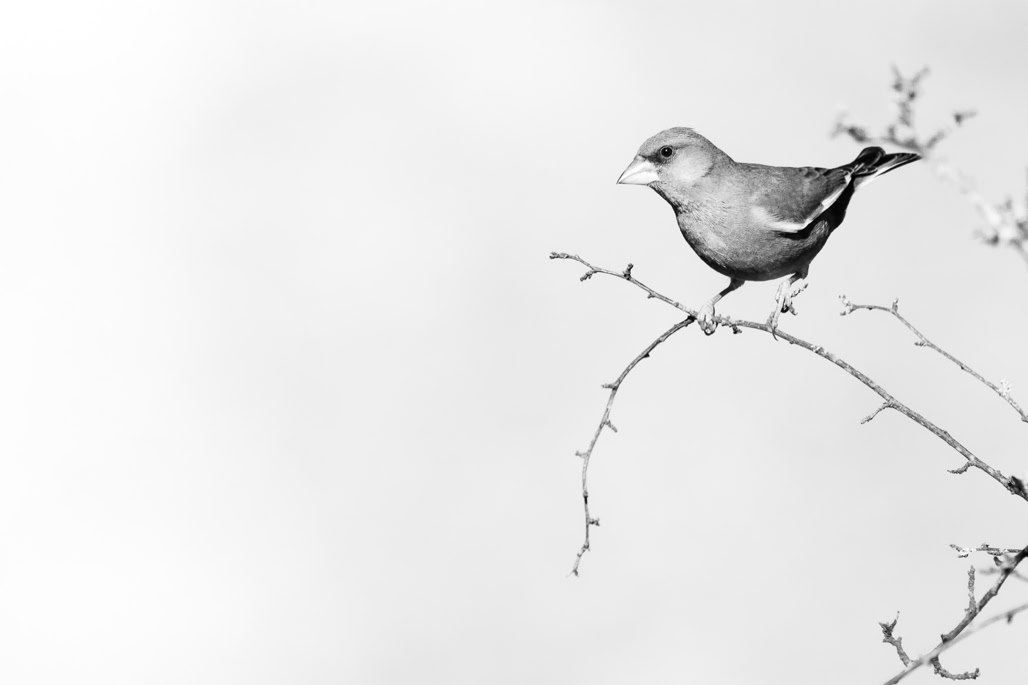 animal, bird, black and white, bw, chloris chloris, european greenfinch, monochrom, monochrome, noir et blanc, oiseau, verdier d'europe, wildlife