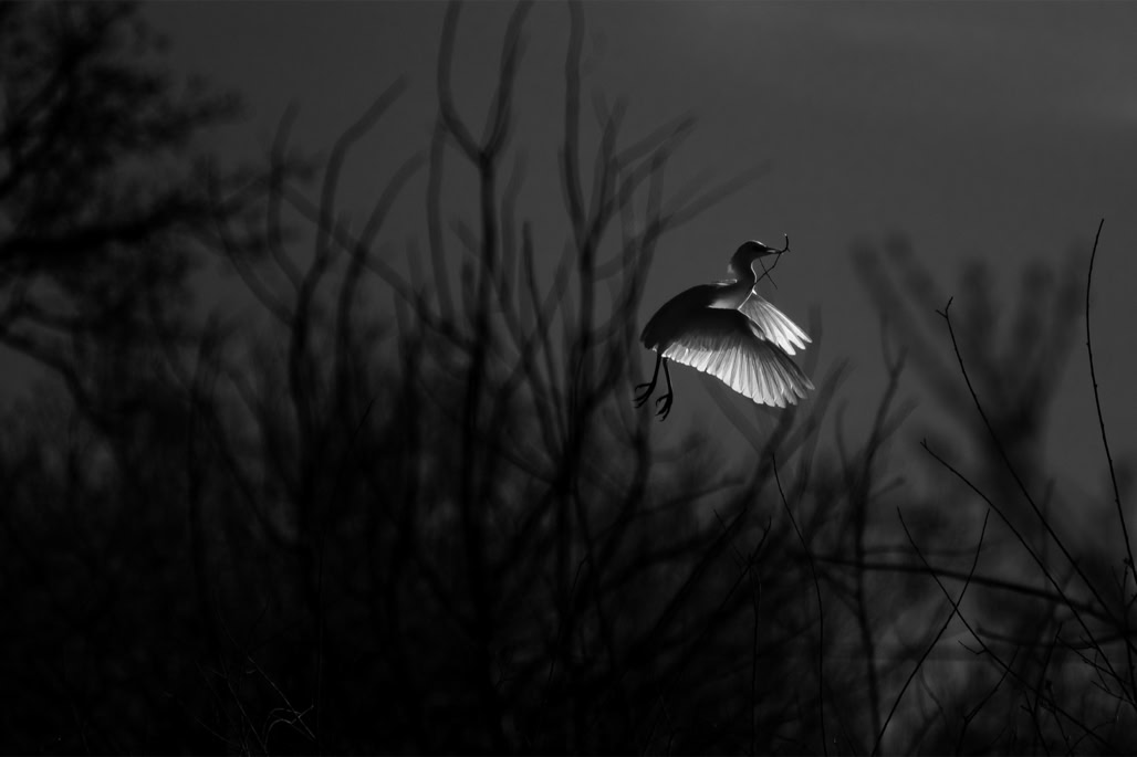 animal, bird, black and white, bubulcus ibis, bw, héron garde-bœufs, monochrom, monochrome, noir et blanc, oiseau, western cattle egret, wildlife