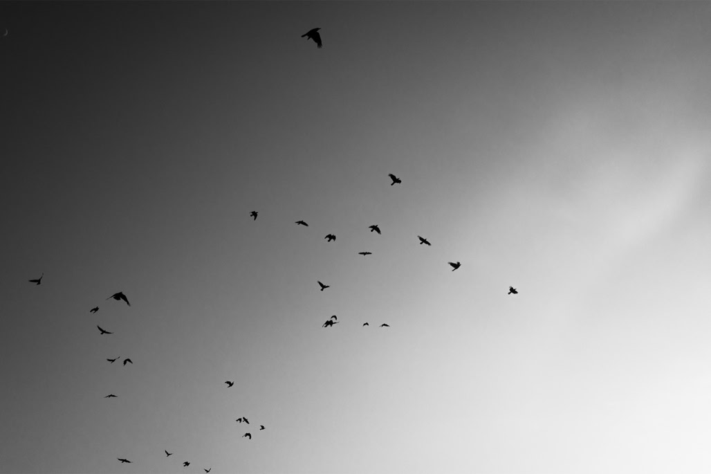 Ireland, Irlande, bird, black and white, bw, monochrom, monochrome, noir et blanc, oiseau, oretail photography
