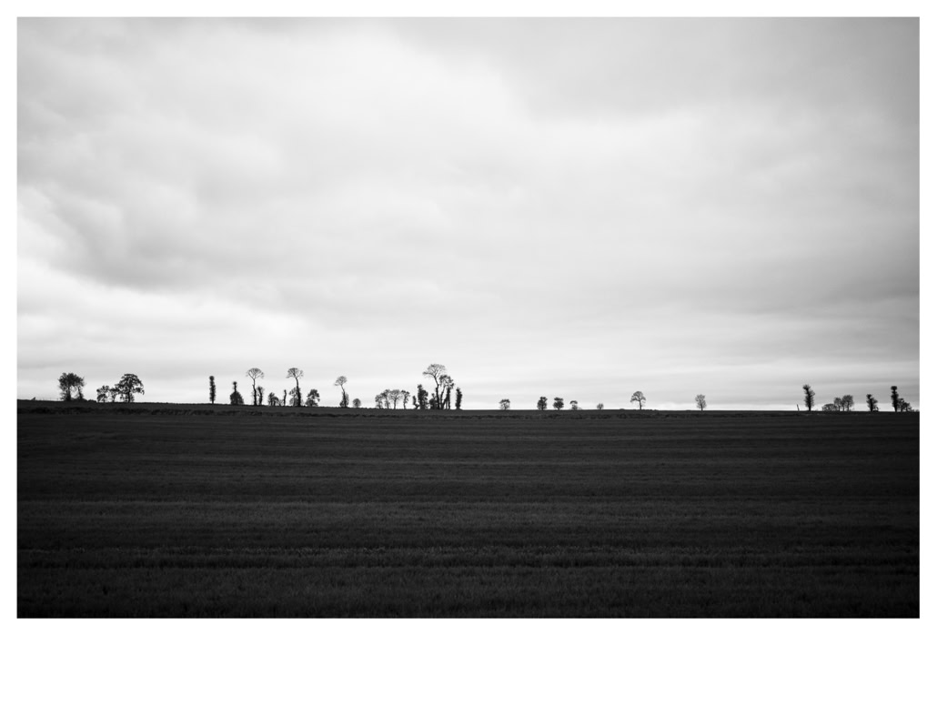 arbre, black and white, bretagne, brittany, bw, champ, field, monochrom, monochrome, noir et blanc, tree