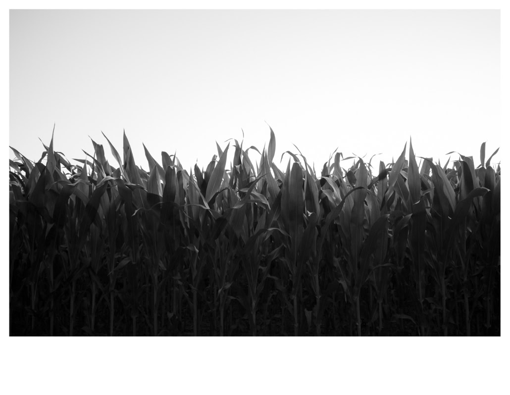 black and white, bretagne, brittany, bw, champ, corn, field, maïs, monochrom, monochrome, noir et blanc