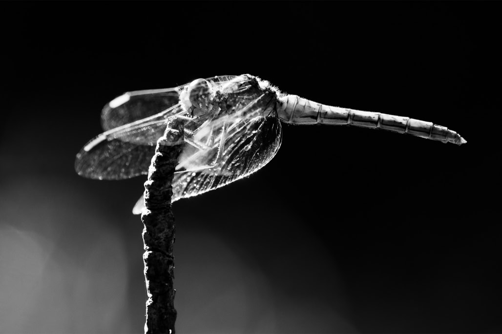animal, black and white, bw, demoiselle, dragonfly, insect, insecte, libellule déprimée, monochrom, monochrome, noir et blanc, southern darter, sympetrum meridionale, sympétrum méridional, wildlife