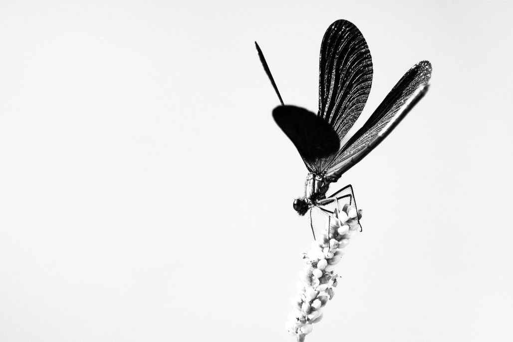 animal, beautiful damselfly, black and white, bw, calopteryx vierge, calopteryx virgo, demoiselle, dragonfly, insect, insecte, libellule déprimée, monochrom, monochrome, noir et blanc, wildlife