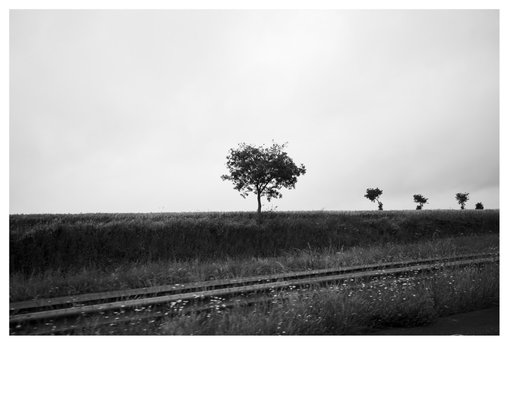 arbre, black and white, bretagne, brittany, monochrom, monochrome, noir et blanc, road, route, tree