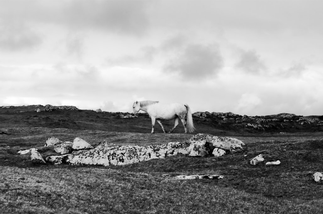 Ireland, Irlande, black and white, bw, cheval, horse, lande, monochrom, monochrome, moor, noir et blanc, paysage landscape