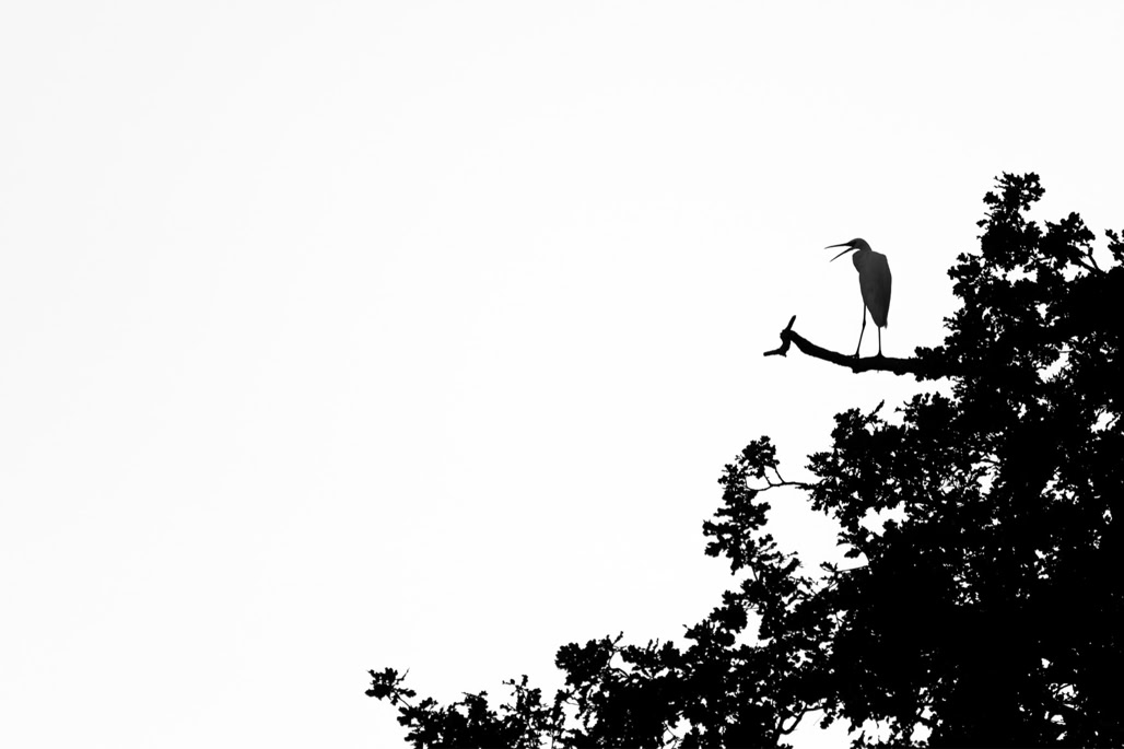 aigrette garzette, animal, bird, black and white, bw, egretta garzetta, little egret, monochrom, monochrome, noir et blanc, oiseau, wildlife